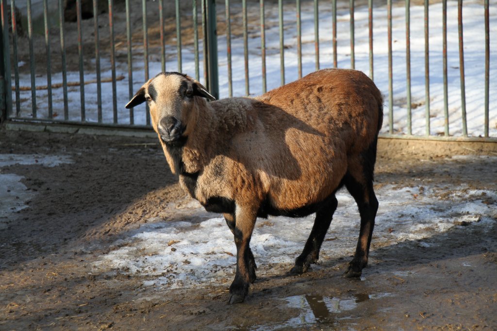 Weibliches Kamerunschaf am 25.2.2010 im Zoo Berlin.