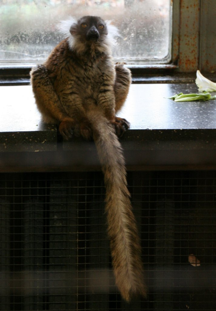 Weibliches Mohrenmaki (Lemur macaco macaco) am 7.12.2009 im Zoo Dresden. Diese Tiere sind entweder wie wild umhergesprungen, oder haben sich vor das Fenster gesetzt.