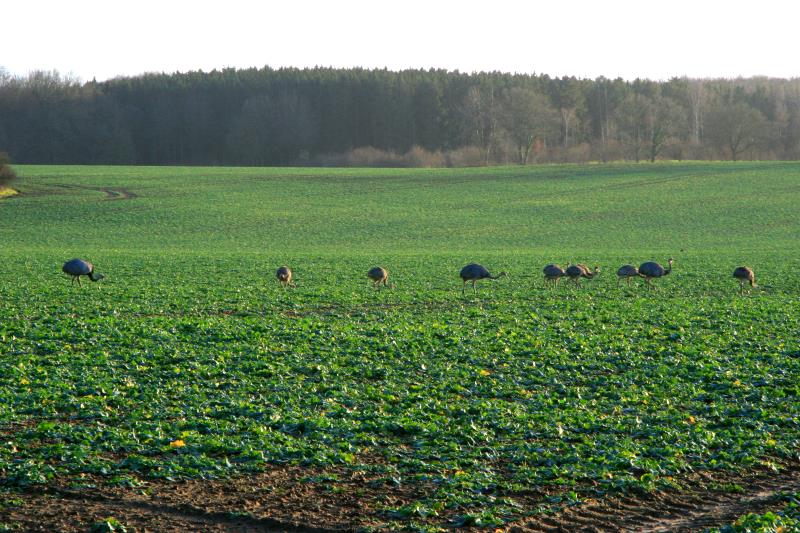 Weihnachten bei den Nandus. Das grte Geschenk fr sie ist wohl der milde Winter. Die Kken aus dem Sommer sind schon recht gewachsen und laufen vergngt ber die nahrungsreichen Felder in Nordwestmecklenburg. Bei unserer heutigen  Safari  beobachteten wir 43 Tiere. Davon 5 Alttiere und 38 Jungtiere. Im letzten Jahr zu diesem Zeitpunkt waren viele Jungtiere bereits verhungert. Kein Jungtier hat den harten Winter 2010/2011 berlebt. Schattin, 24.12.2011