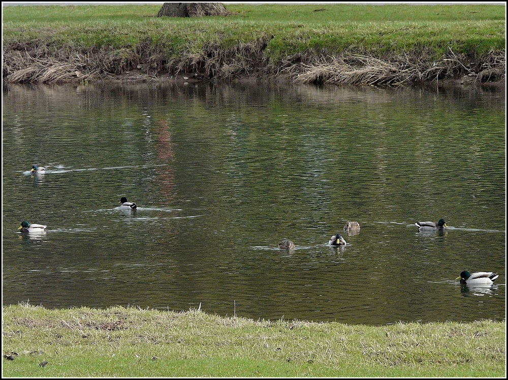 Weil am 13.02.2010 immer mehr Spaziergnger unterwegs waren, tauchten auch weitere Enten auf der Sauer auf. (Hans)