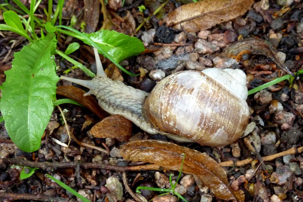 Weinbergschnecke auf Futtersuche, Juli 2012