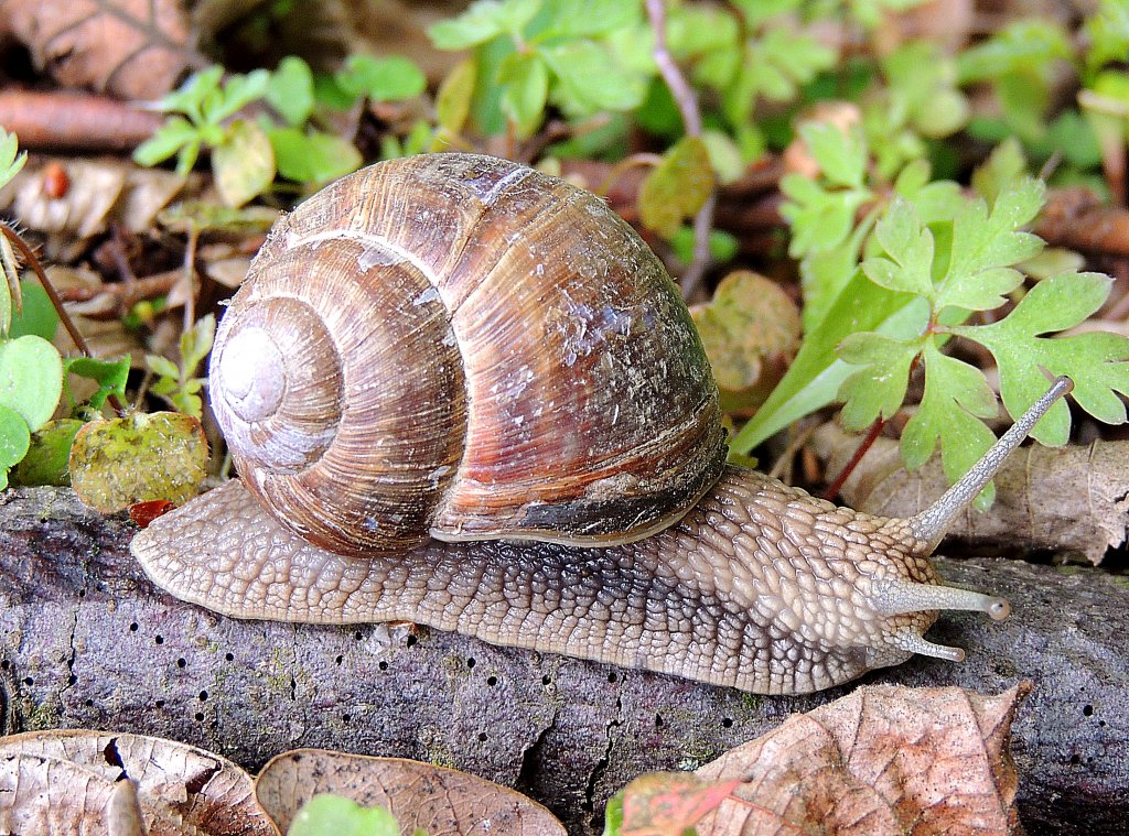 Weinbergschnecke (Helix pomatia) gleitet auf einem alten Stock entlang; 120506