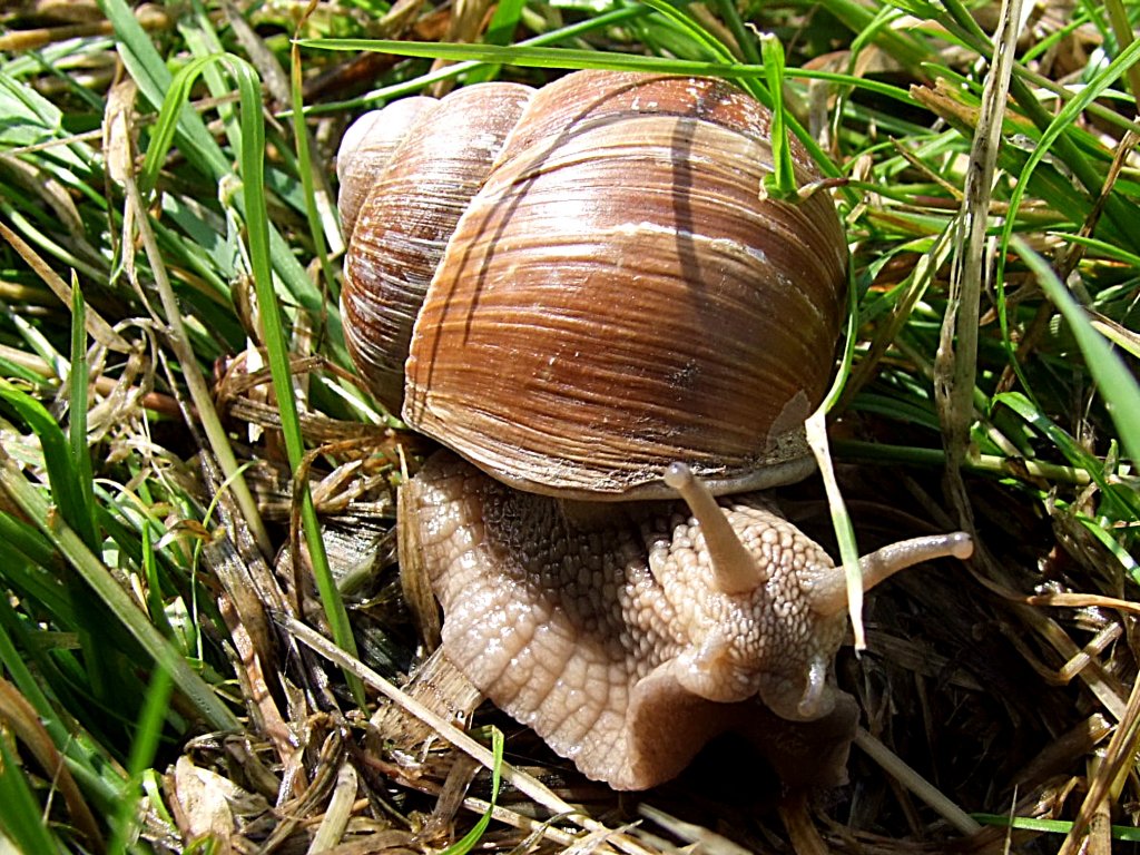 Weinbergschnecke (Helix pomatia)  schleimt  gemchlich ber eine Wiese;110528