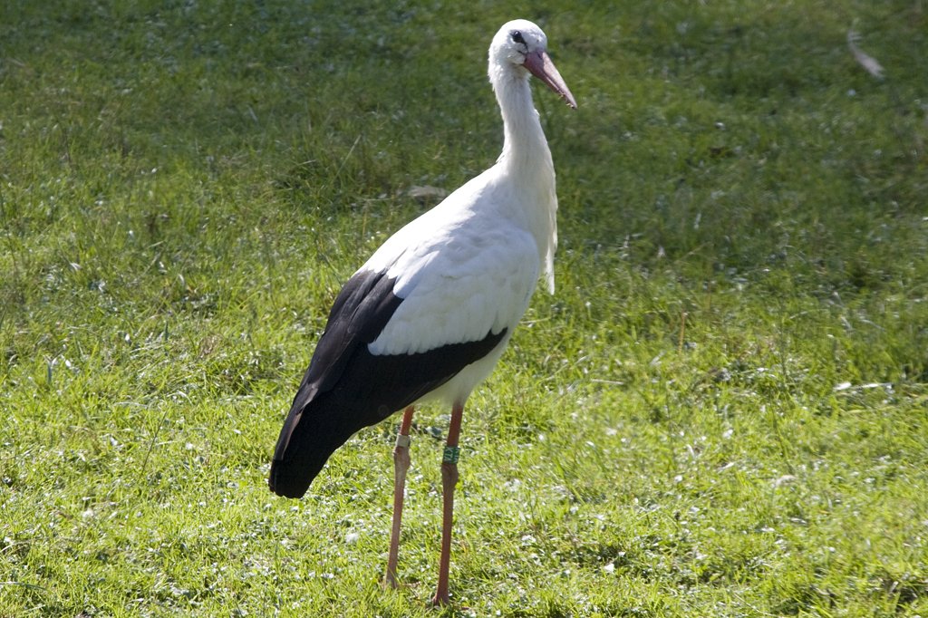 Wei-Storch, 07.10.2007 Salzburg