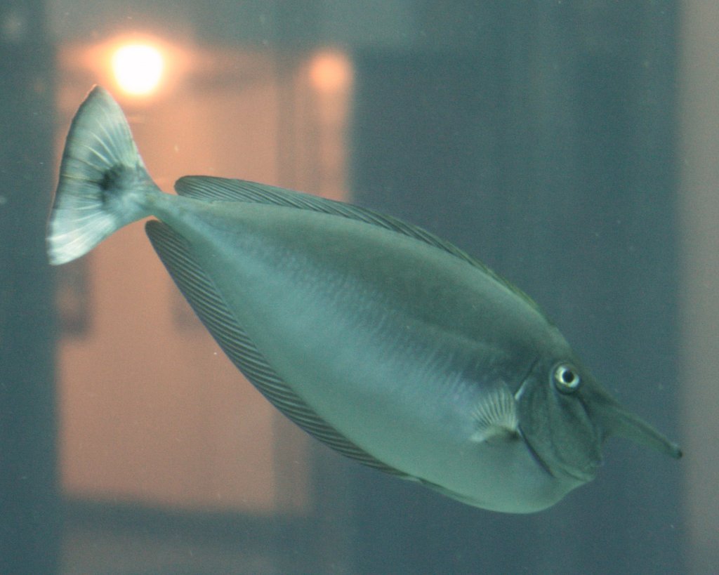 Weiband-Nashornfisch (Naso annulatus) am 10.1.2010 im Aquadom Berlin.