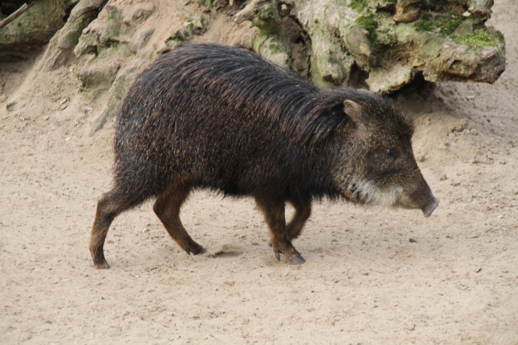 Weibartpekari oder auch Bisamschwein (Tayassu pecari) am 10.3.2010 im Zoo Berlin. 