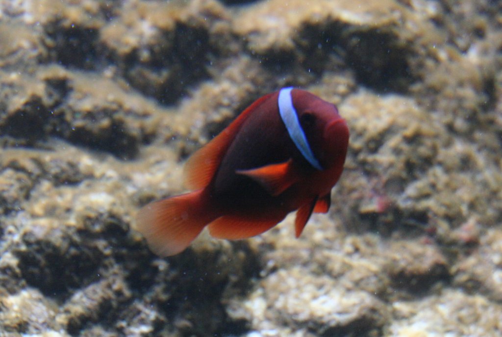 Weibinden-Glhkohlen-Anemonenfisch (Amphiprion frenatus) am 10.1.2010 im Sea Life Berlin.