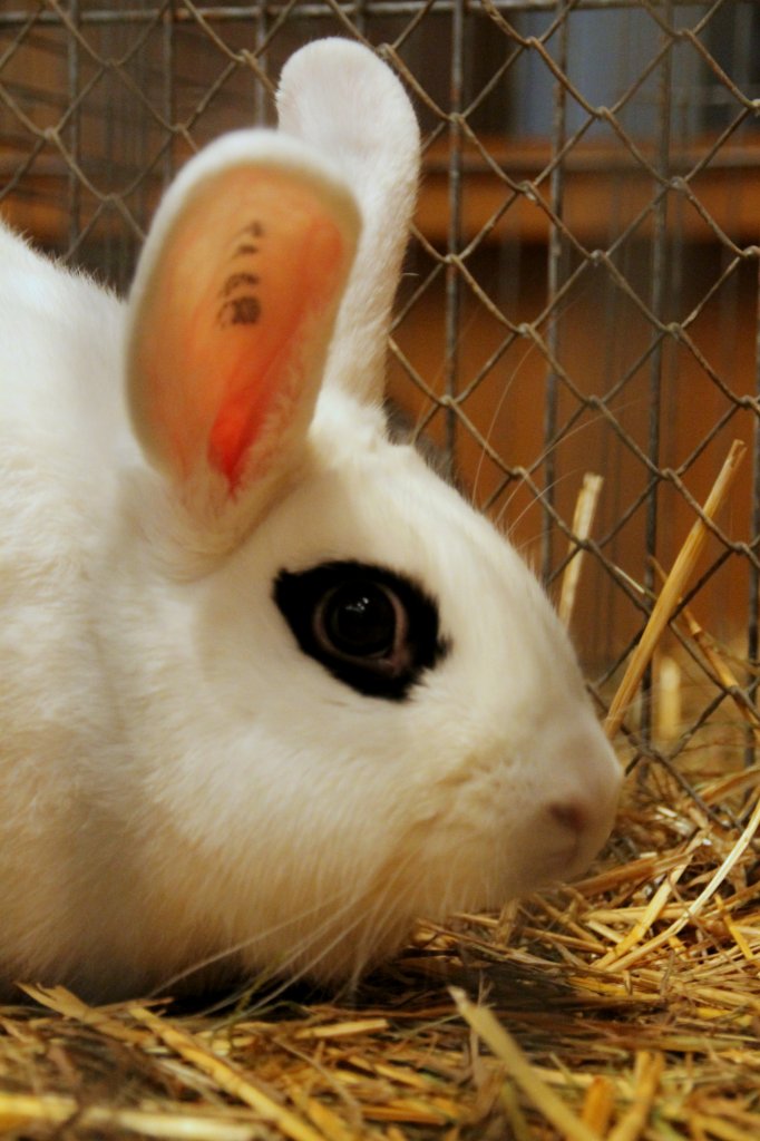 Weie Hotot. Kaninchenausstellung in Zeulenroda. Foto 11.11.2012