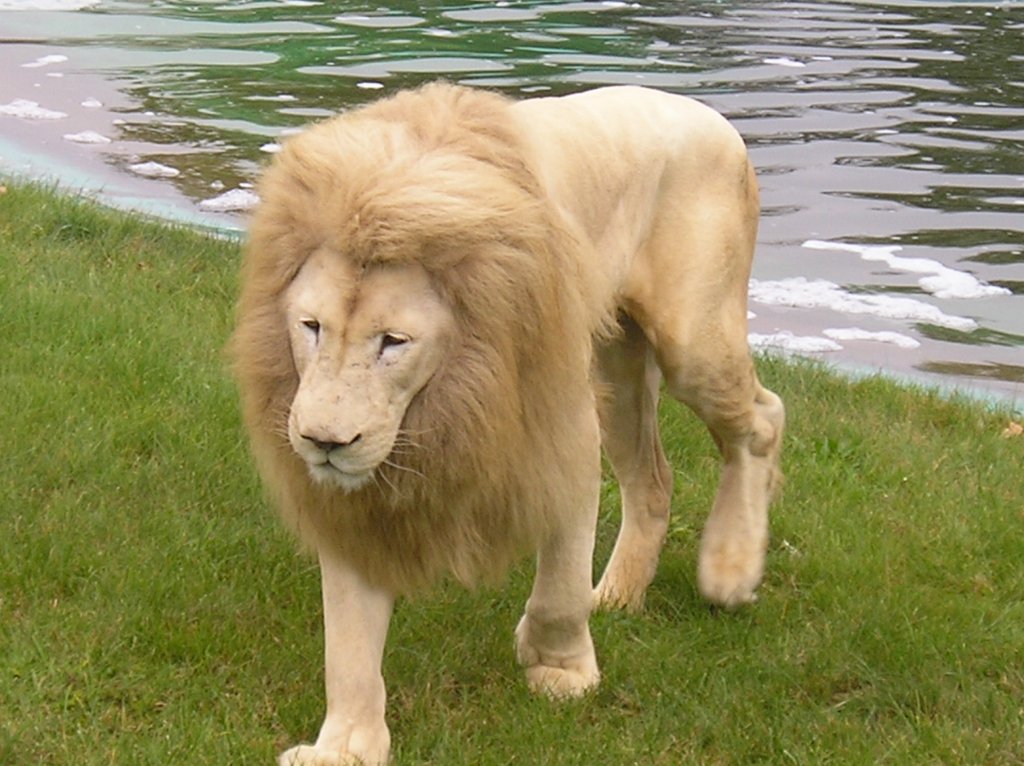 weier lwe im safaripark stukenbruk 2010