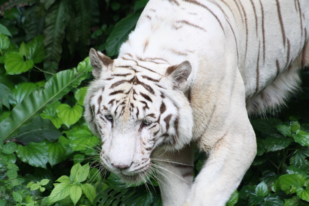 Weisser Tiger im Singapore Zoo am 11.Mai 2010.