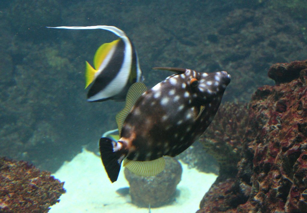 Weiflecken-Feilenfisch (Cantherhines macrocerus) am 12.12.2009 im Aquarium des Berliner Zoos.
	