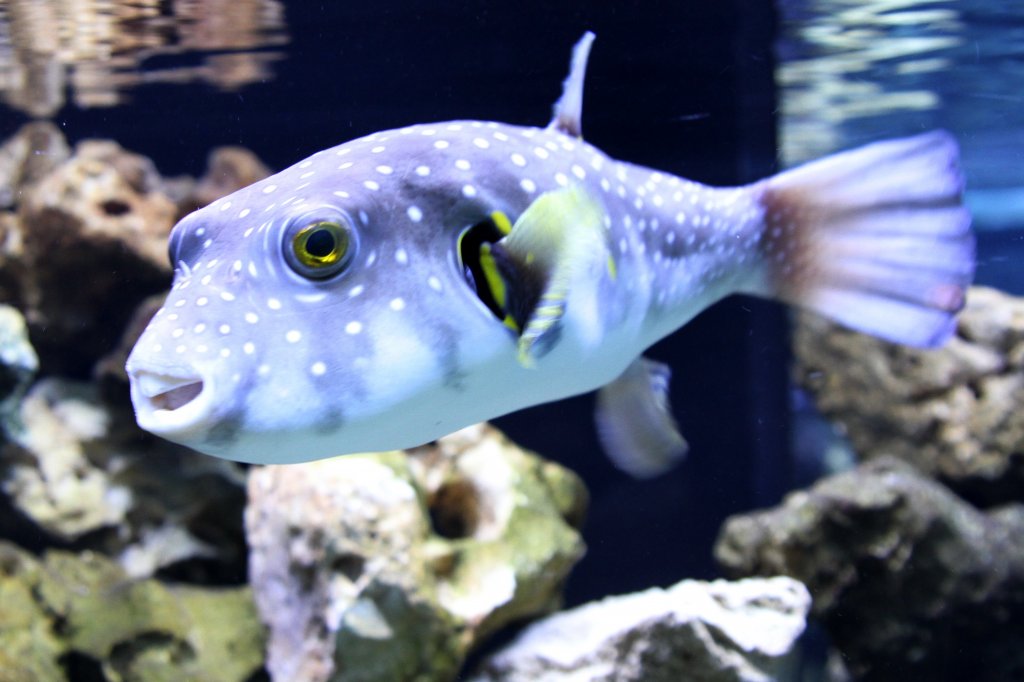 Weiflecken-Kugelfisch (Arothron hispidus) am 23.4.2010 im Meeresaquarium Zella-Mehlis.