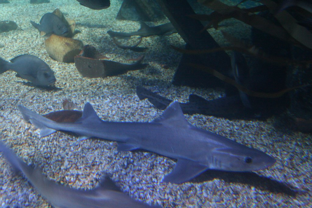 Weigefleckter Glatthai (Mustelus asterias) am 10.1.2010 im Sea Life Berlin.