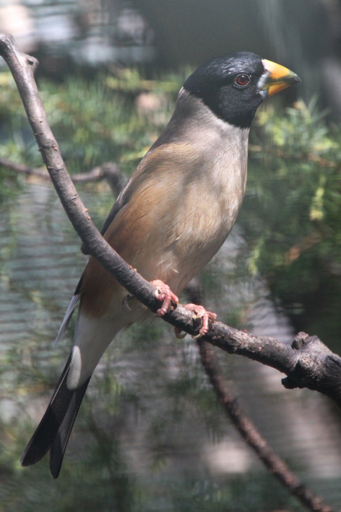 Weihand-Kernbeier auch Schwarzschwanz-Kernbeier (Eophona migratoria) im Tierpark Berlin. 