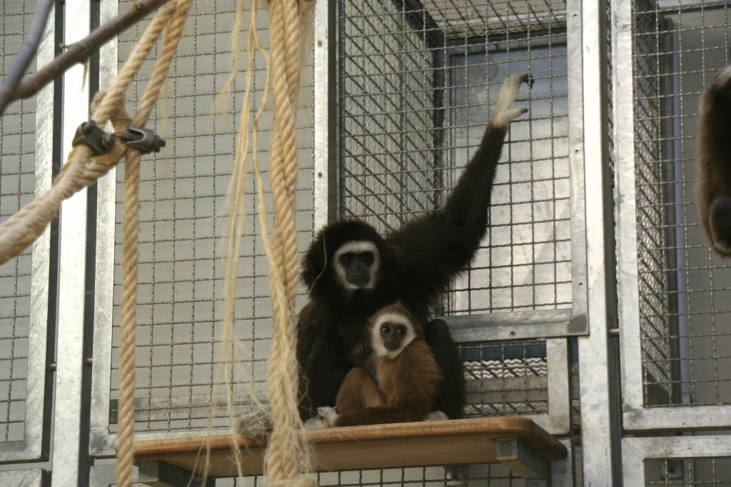 Weihandgibbon oder auch Lar  (Hylobates lar) mit Nachwuchs. Tierpark Berlin am 9.1.2010.