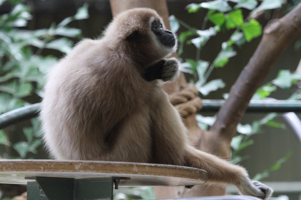 Weihandgibbon oder Lar (Hylobates lar) am 25.9.2010 im Toronto Zoo.