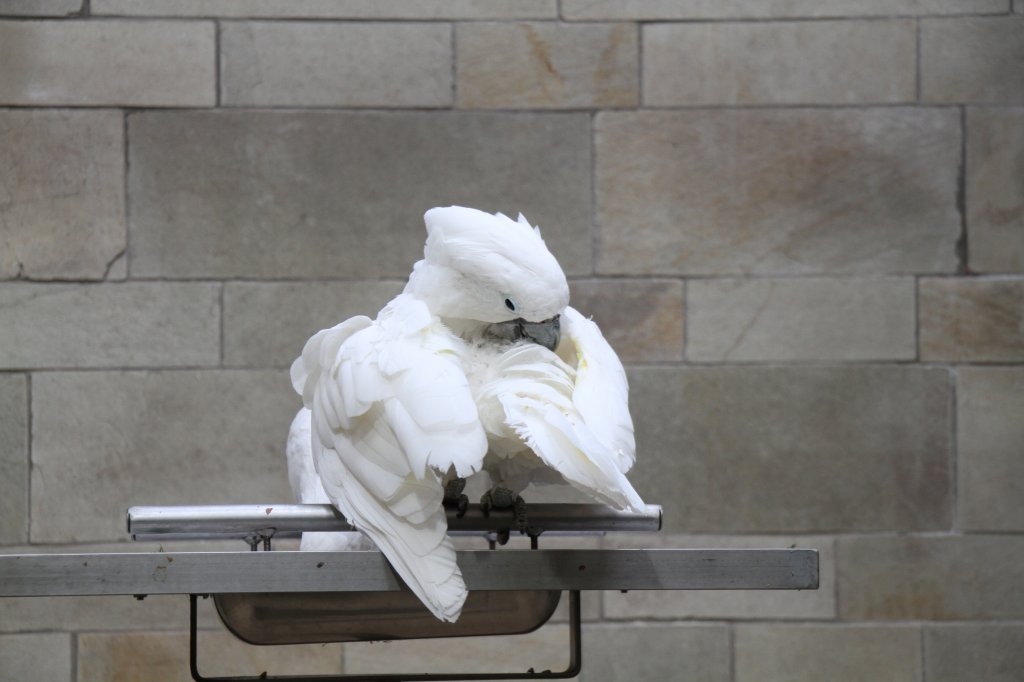 Weihaubenkakadu (Cacatua alba) am 11.3.2010 im Zoo Berlin.