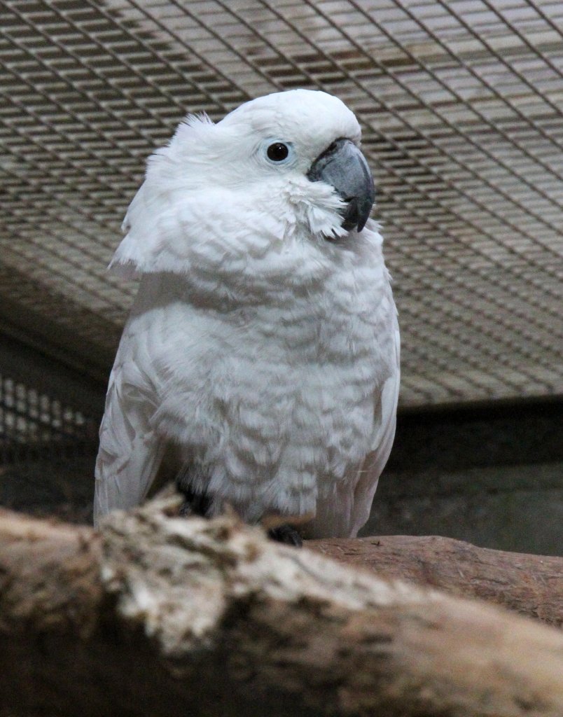 Weihaubenkakadu (Cacatua alba) am 25.2.2010 im Zoo Berlin.