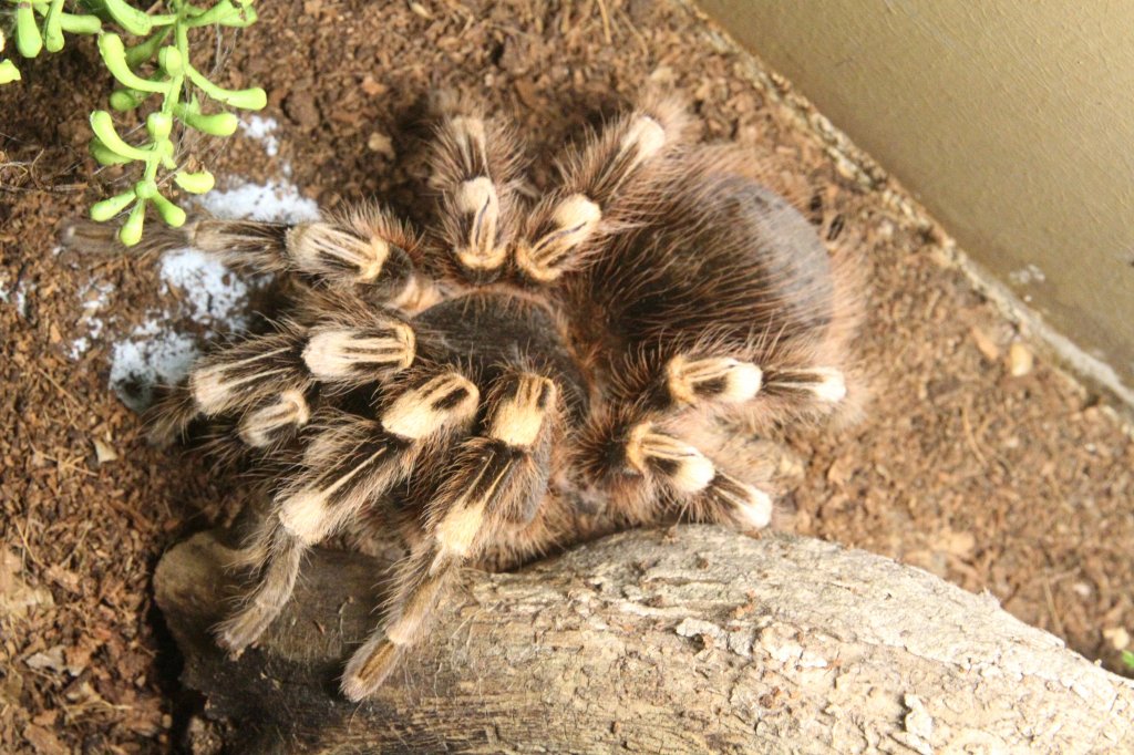 Weiknievogelspinne (Acanthoscurria geniculata) am 7.5.2010 im Exotarium Oberhof.