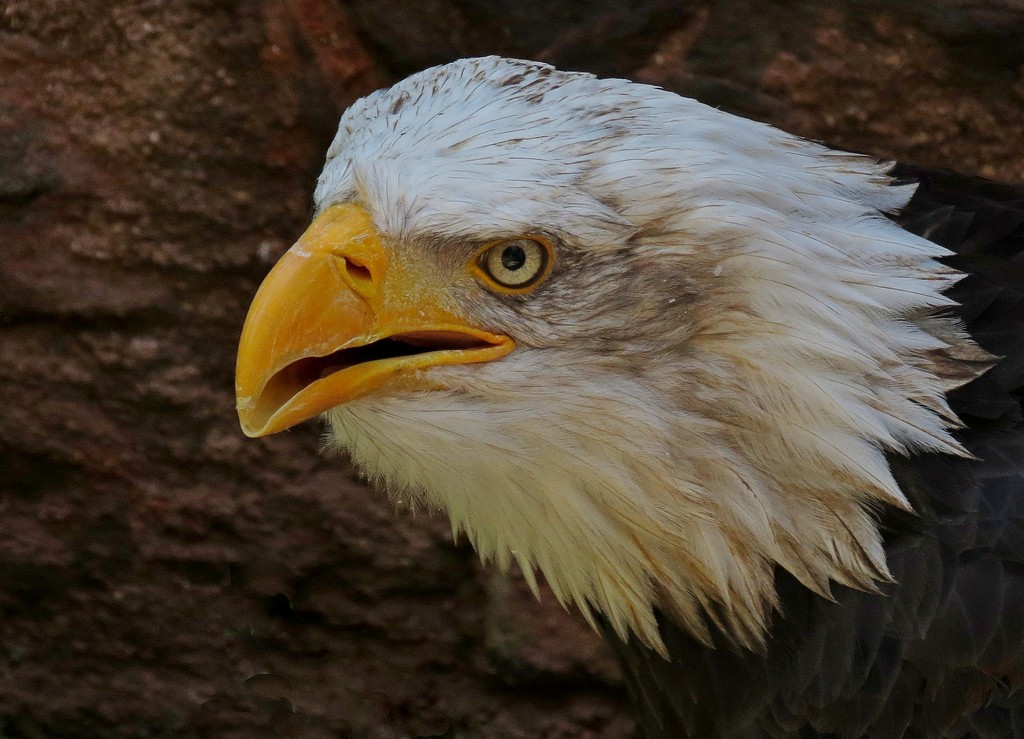 Weikopf-Seeadler