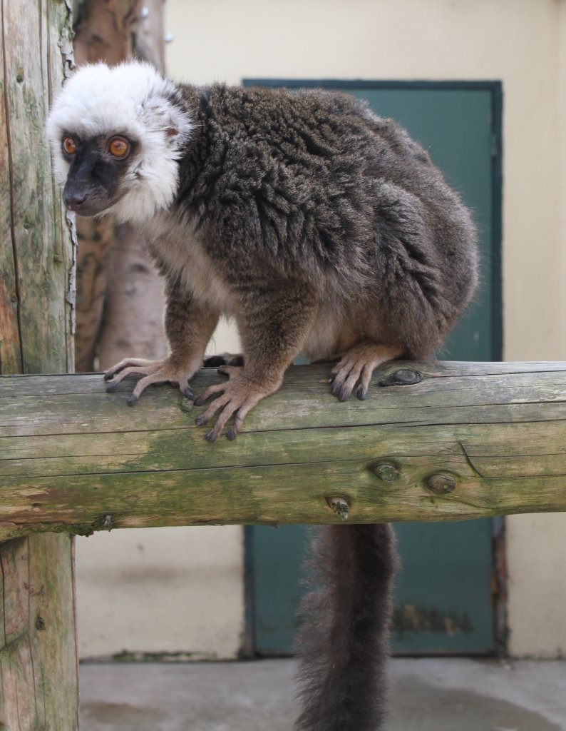 Weikopfmaki (Eulemur albifrons) am 18.3.2010 in der Orangerie in Strasbourg.