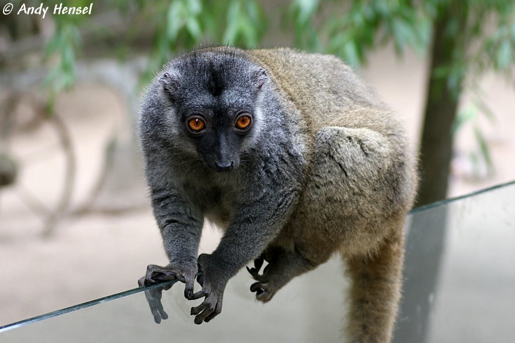 Weikopfmaki. Zoo Eberswalde