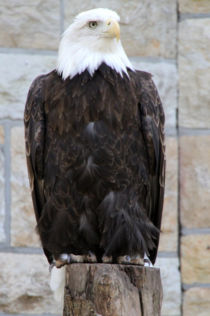 Weikopfseeadler (Haliaeetus leucocephalus) im Tierpark Berlin.