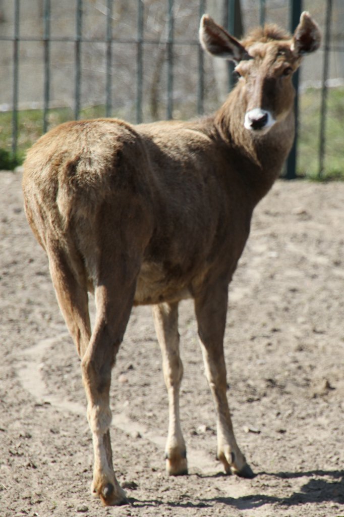 Weilippenhirsch (Przewalskium albirostris) im Tierpark Berlin.