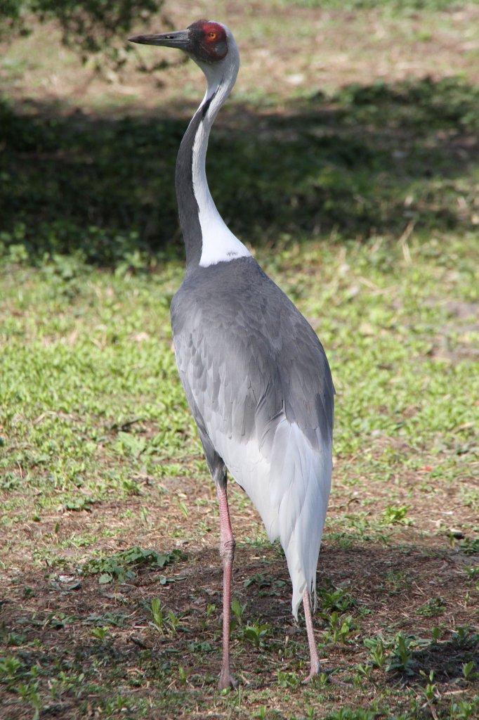 Weinackenkranich (Grus vipio) im Tierpark Berlin.