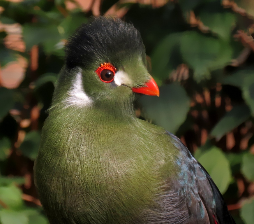 Weißohrturako (Tauraco leucotis) im Tierpark Berlin (August 2015