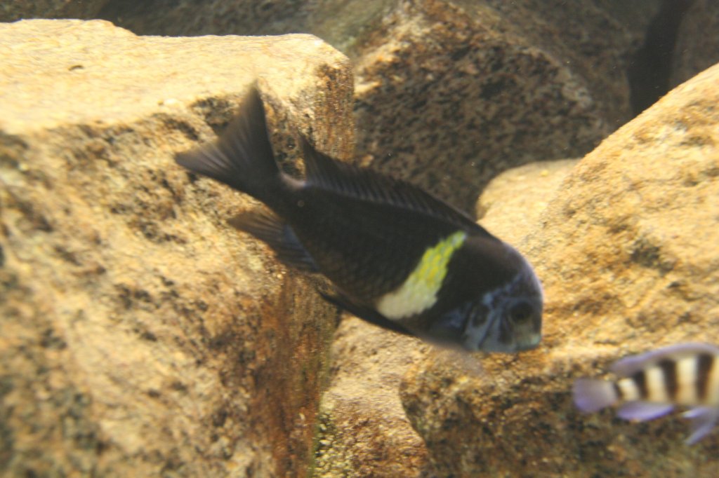 Weisspunkt-Brabantbuntbarsch (Tropheus duboisi) am 7.12.2009 im Zoo Dresden.