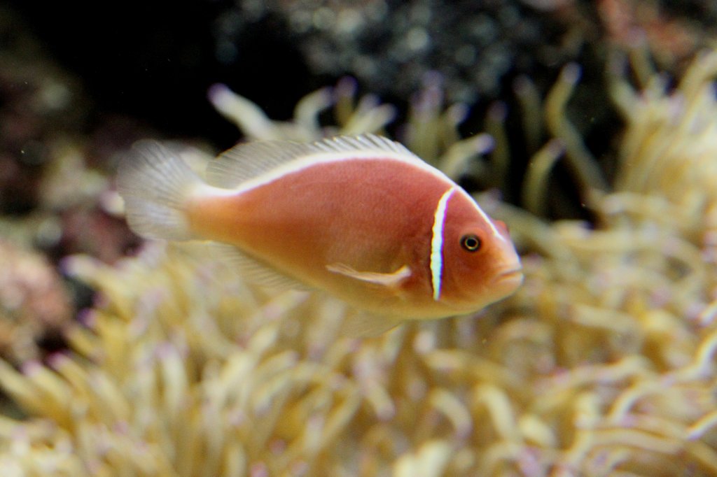 Weircken-Anemonenfisch (Amphiprion akallopisos) am 19.3.2010 im Zooaquarium Basel.