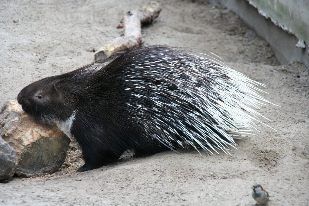 Weischwanz-Stachelschwein (Hystrix leucura Sykes) am 13.12.2009 im Tierpark Berlin.