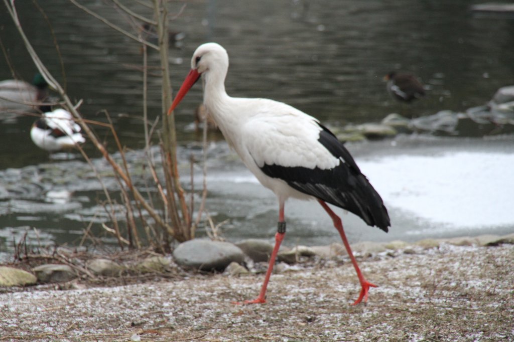 Weistorch (Ciconia ciconia) am 9.2.2010 im Zoo Karlsruhe.