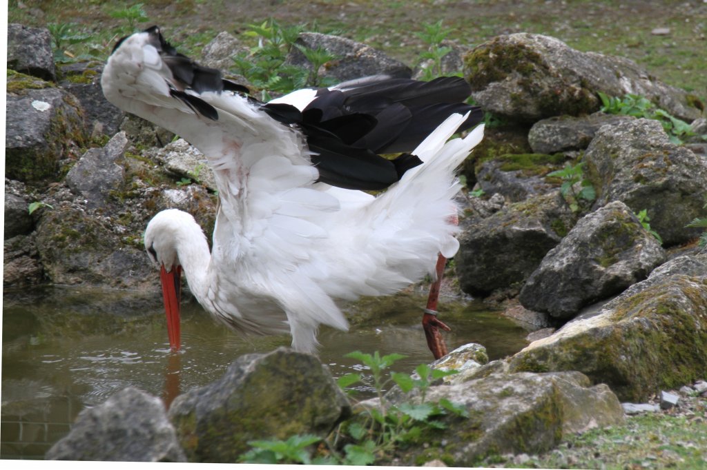 Weistorch (Ciconia ciconia) bei der Nahrungssuche. Tierpark Bad Ksen am 1.5.2010.