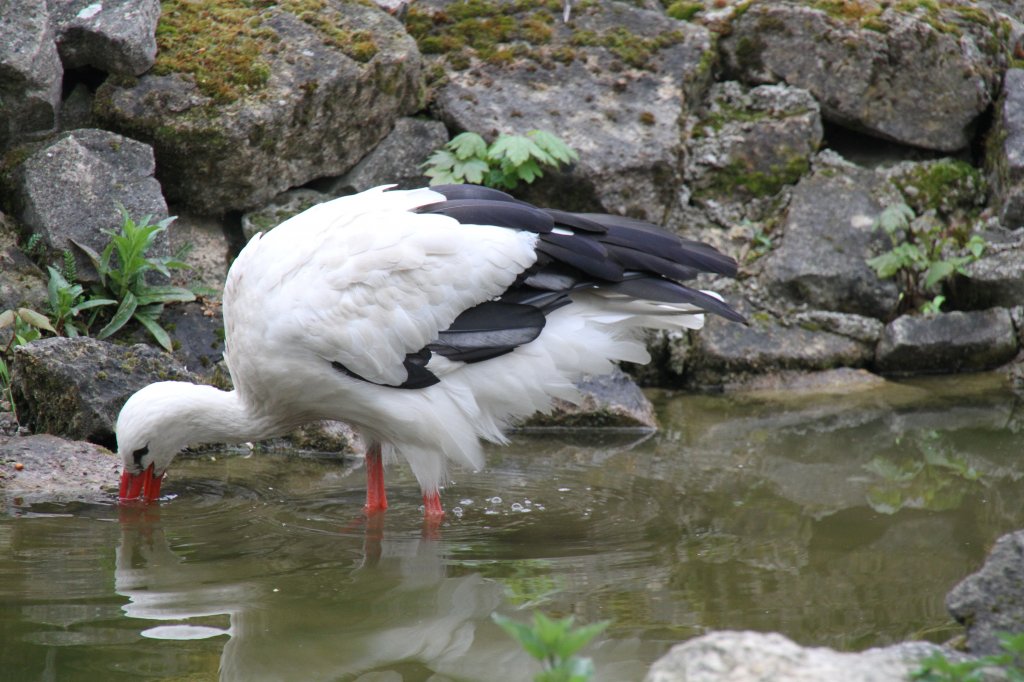 Weistorch (Ciconia ciconia) bei der Nahrungssuche. Tierpark Bad Ksen am 1.5.2010.