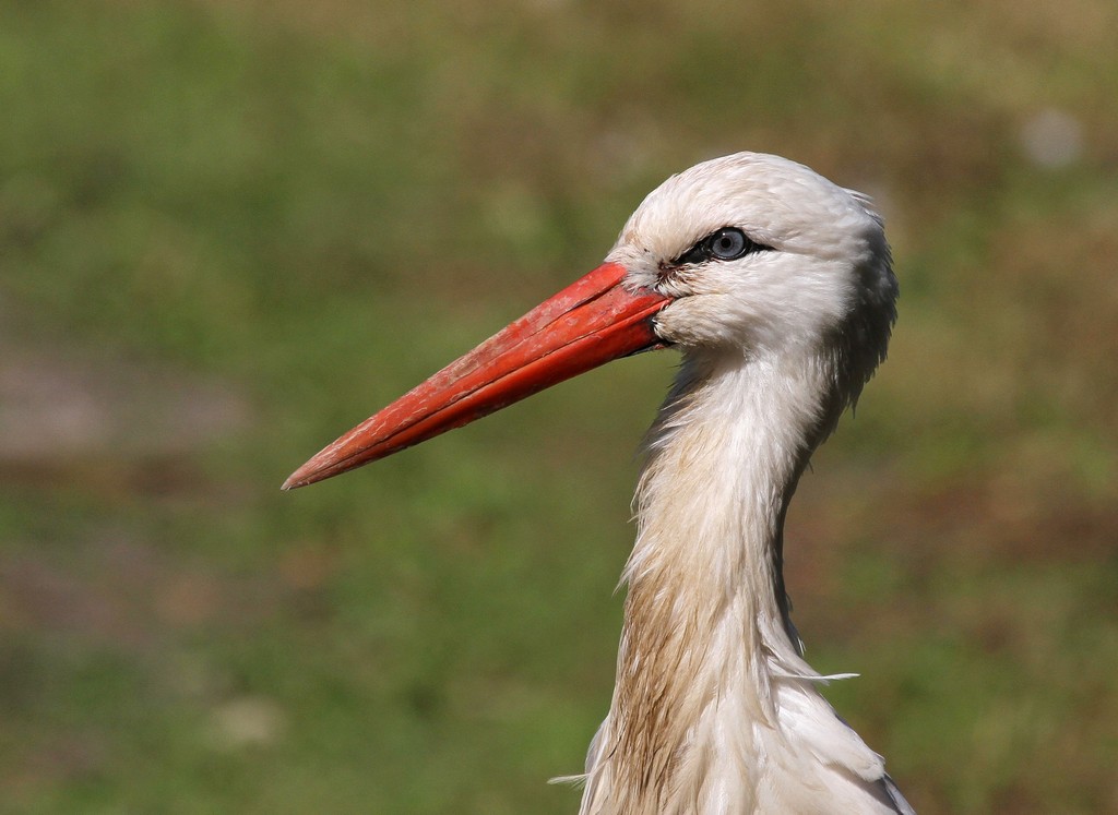 Weissstorch - Tierpark Berlin