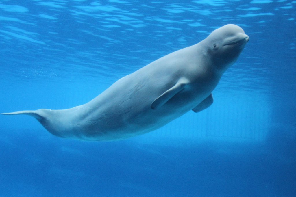 Weiwal oder Beluga (Delphinapterus leucas) am 3.10.2010 im Marineland in Niagara Falls,ON.