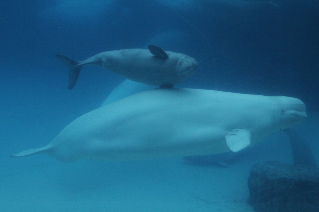 Weiwalkuh mit Jungtier (Delphinapterus leucas) am 3.10.2010 im Marineland in Niagara Falls,ON.