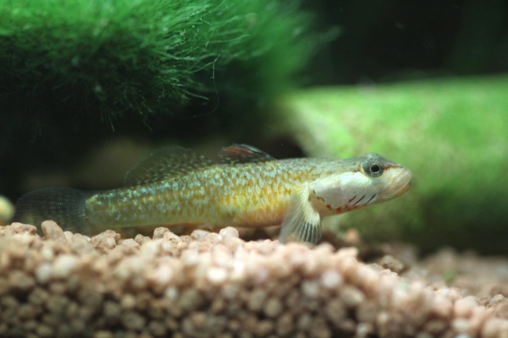 Weiwangen-Grundel (Rhinogobius wui) am 14.2.2009. Diese kleine Grundel lebt im Ssswasser.
