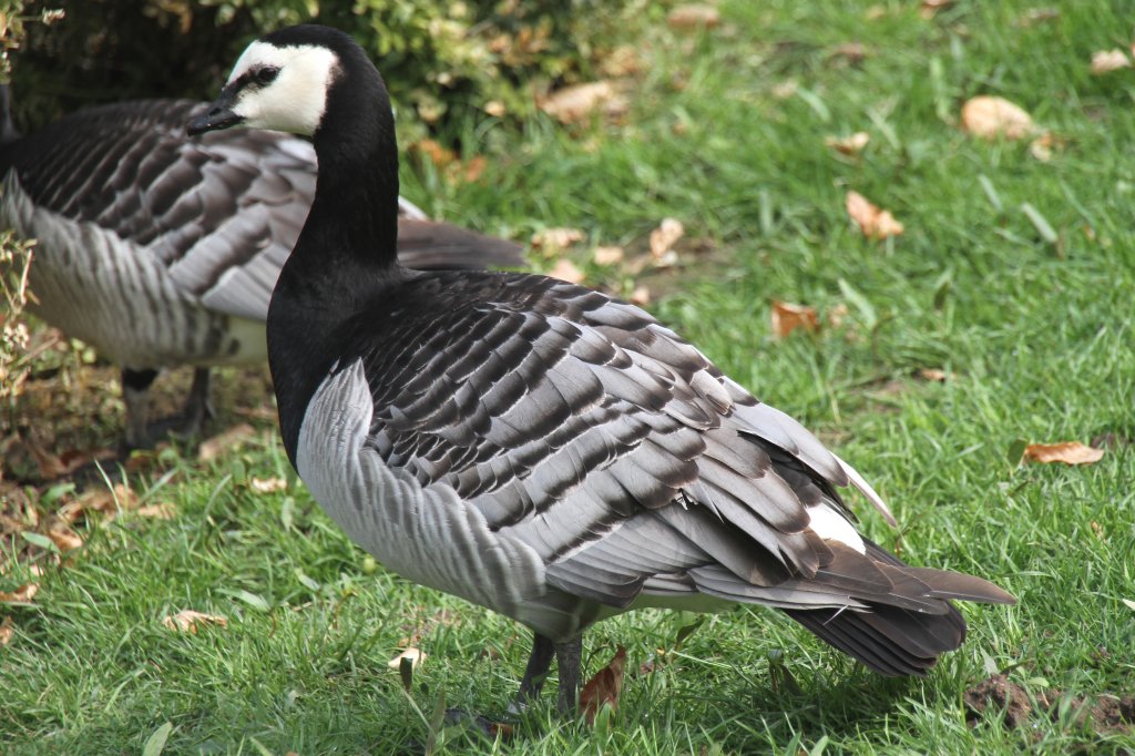 Weiwangengans (Branta leucopsis) am 14.4.2010 im Vogelpark Dielheim-Balzfeld.
	