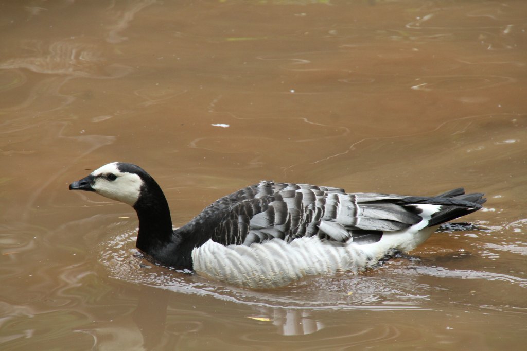 Weiwangengans (Branta leucopsis) am 4.6.2010 im Vogelpark Steinen.