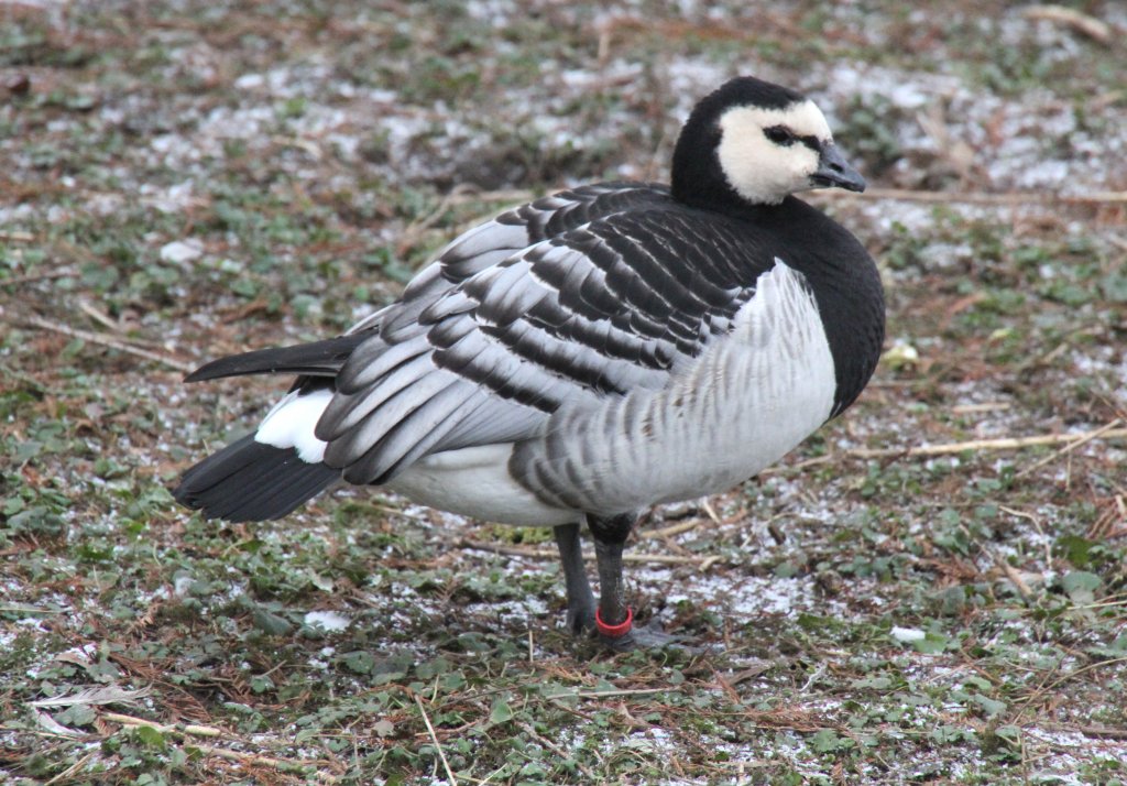 Weiwangengans oder auch Nonnengans (Branta leucopsis) am 9.2.2010 im Zoo Karlsruhe.