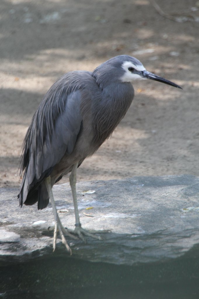 Weiwangenreiher (Egretta novaehollandiae) im Tierpark Berlin.