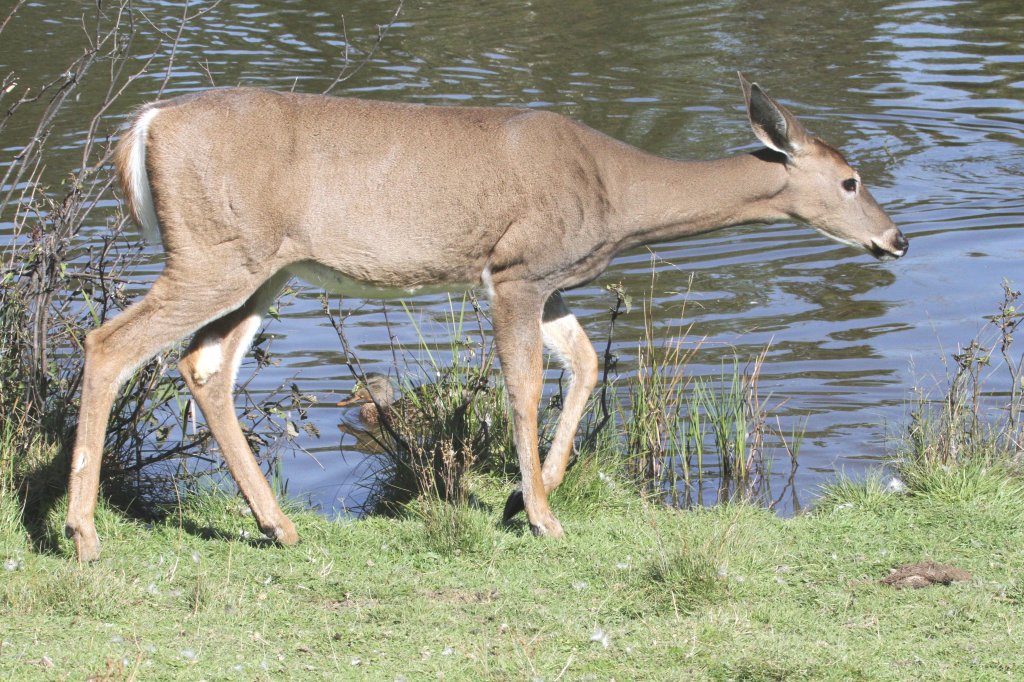 Weiwedelhirsch (Odocoileus virginianus) am Fluufer. Zoo Sauvage de Saint-Flicien,QC am 18.9.2010. Dieser Zoo ist in einen begehbaren und in einen mit einem Zug befahrbaren Teil aufgeteilt.
