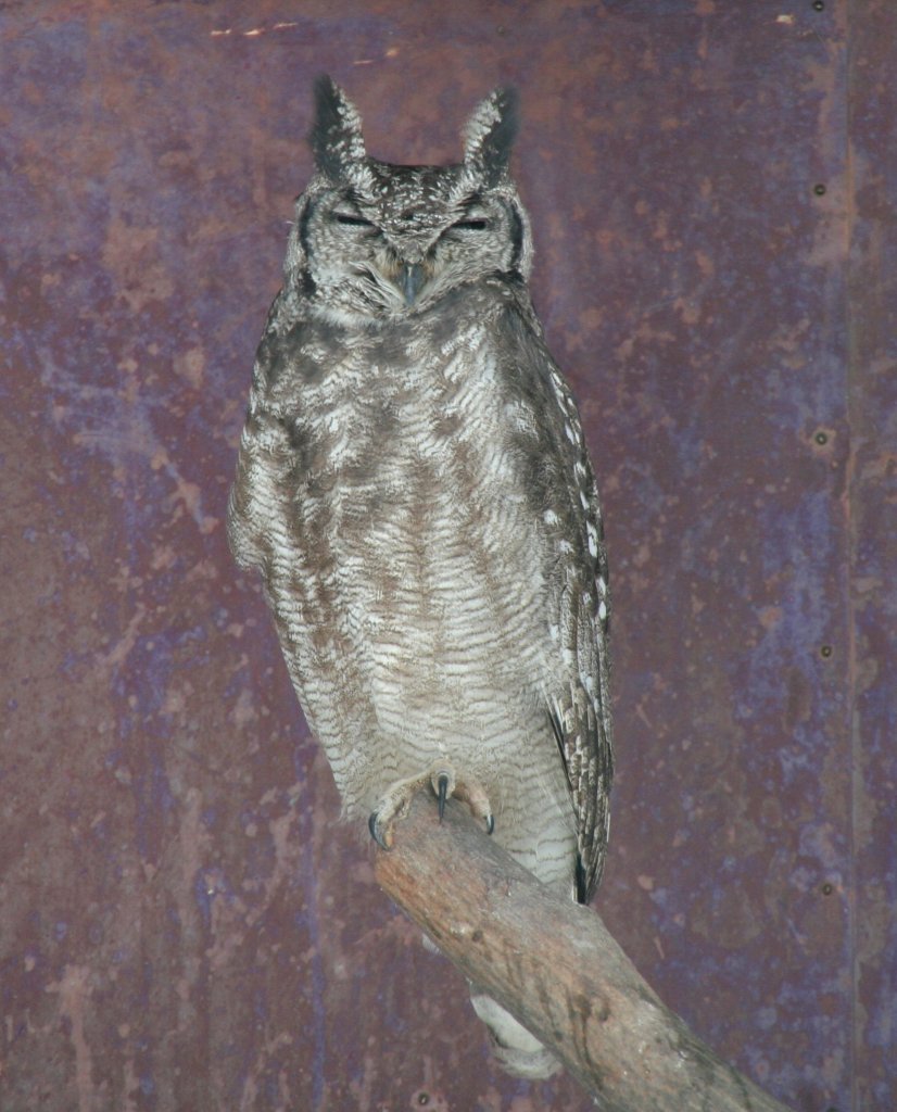 Wellenuhu oder acu Nrdlicher Fleckenuhu (Bubo cinerascens) am 9.1.2010 im Tierpark Berlin.