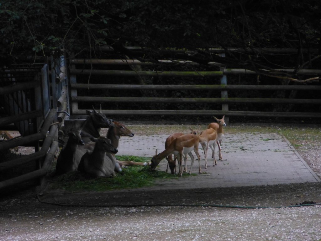 Wer wei was das fr Tiere sind? - Tierpark Nrnberg am 29.07.2013.
