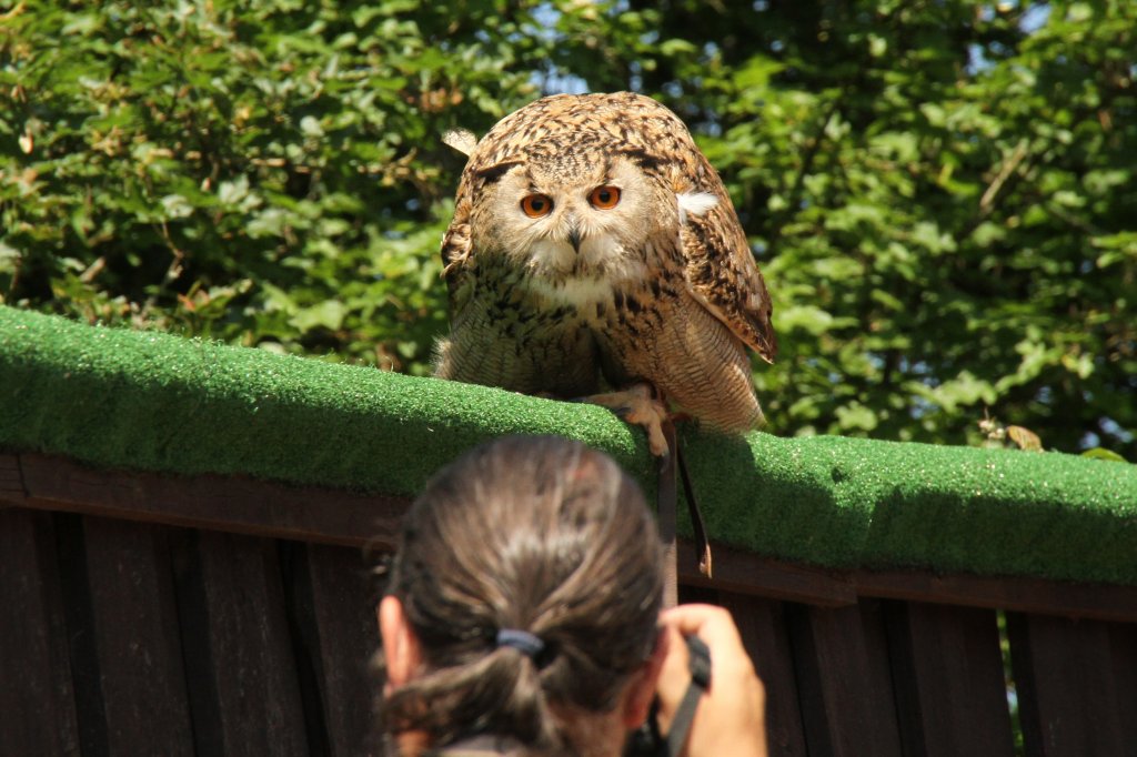 Wer wird hier anvisiert? Uhu (Bubo bubo) bei einer Flugschau am 4.6.2010 im Vogelpark Steinen.

