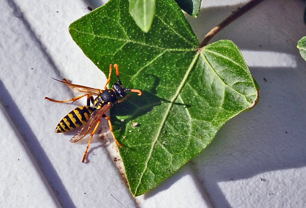 Wespe, irgendwo am Rolandsbogen - 16.09.2012