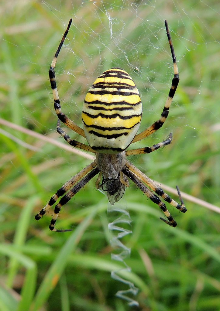 Wespenspinne (Argiope bruennichi) vertilgt die letzten Reste der im Netz gefangenen Beute; 120811